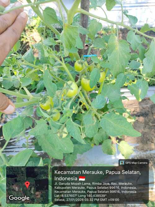 Potassium humate with 10% K20 used in tomato in Indonesia farm